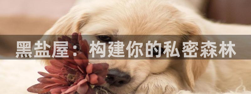 征途国际传媒：黑盐屋：构建你的私密森林